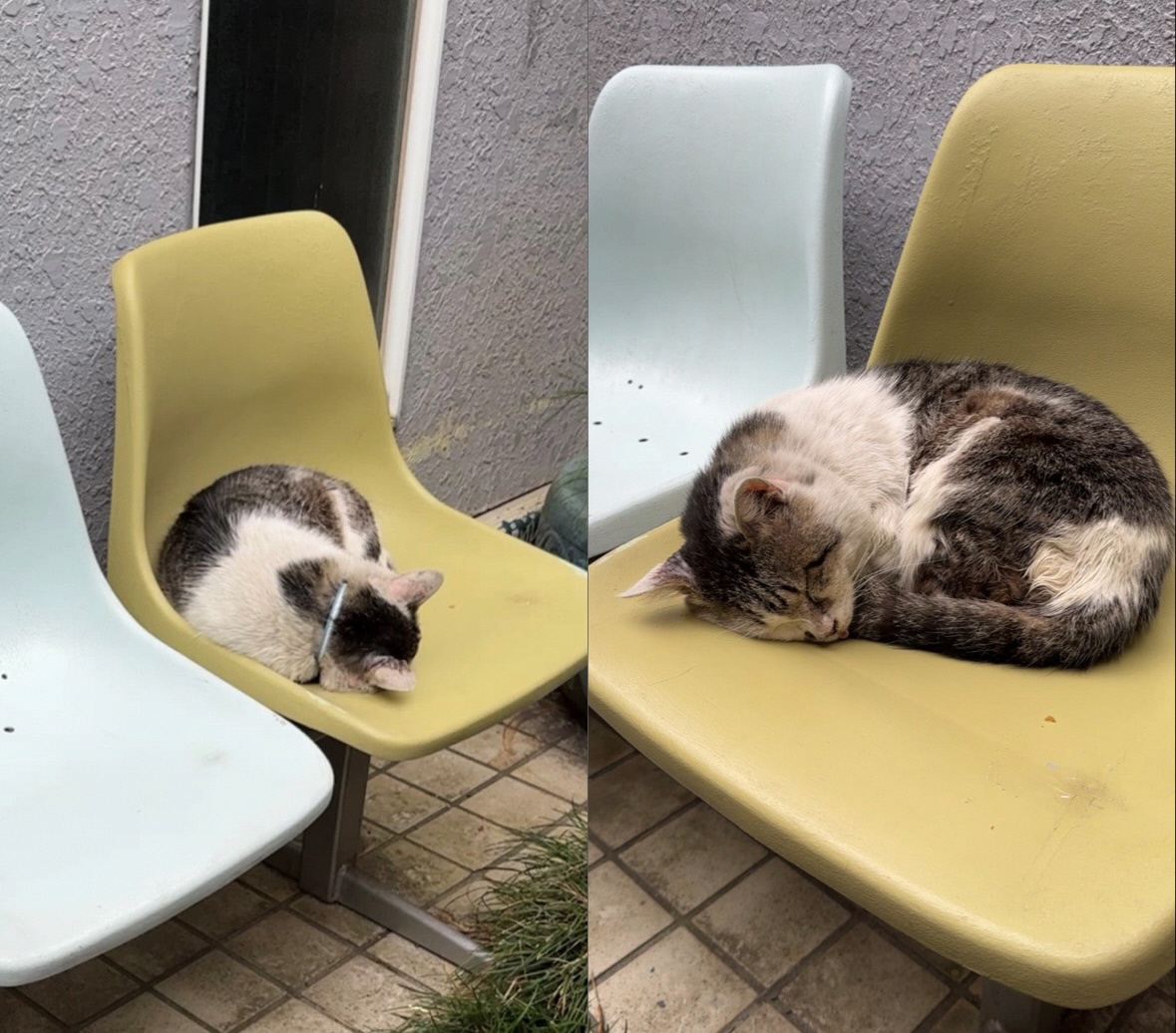 45、ねこのカツオ