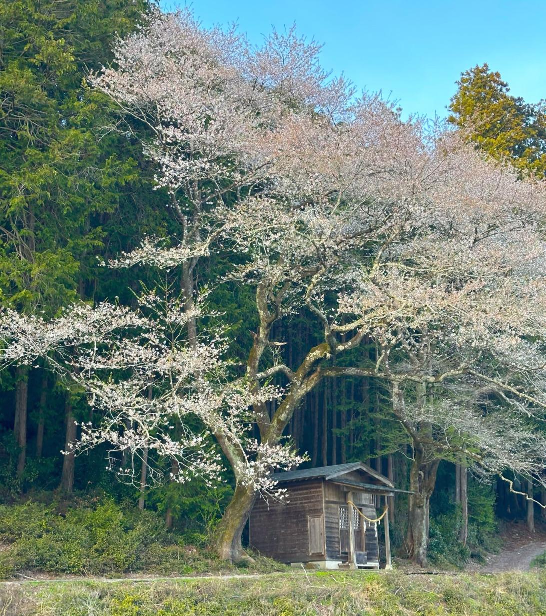 大杉神社