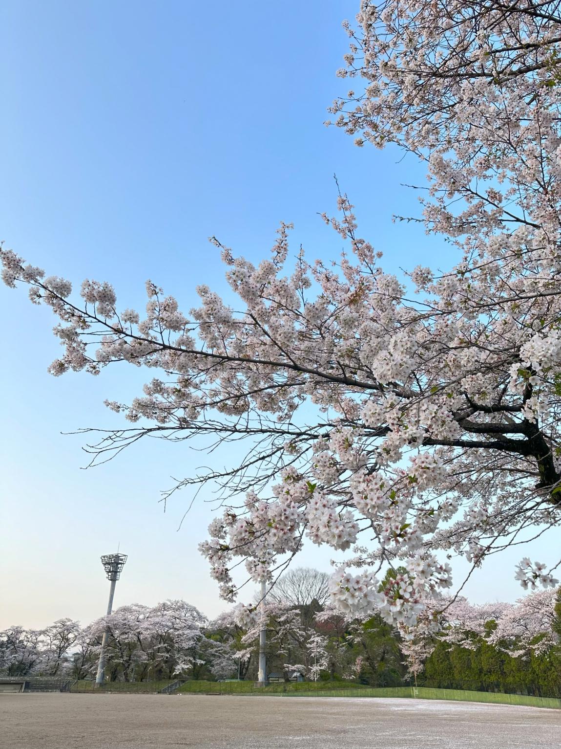御殿山公園_1