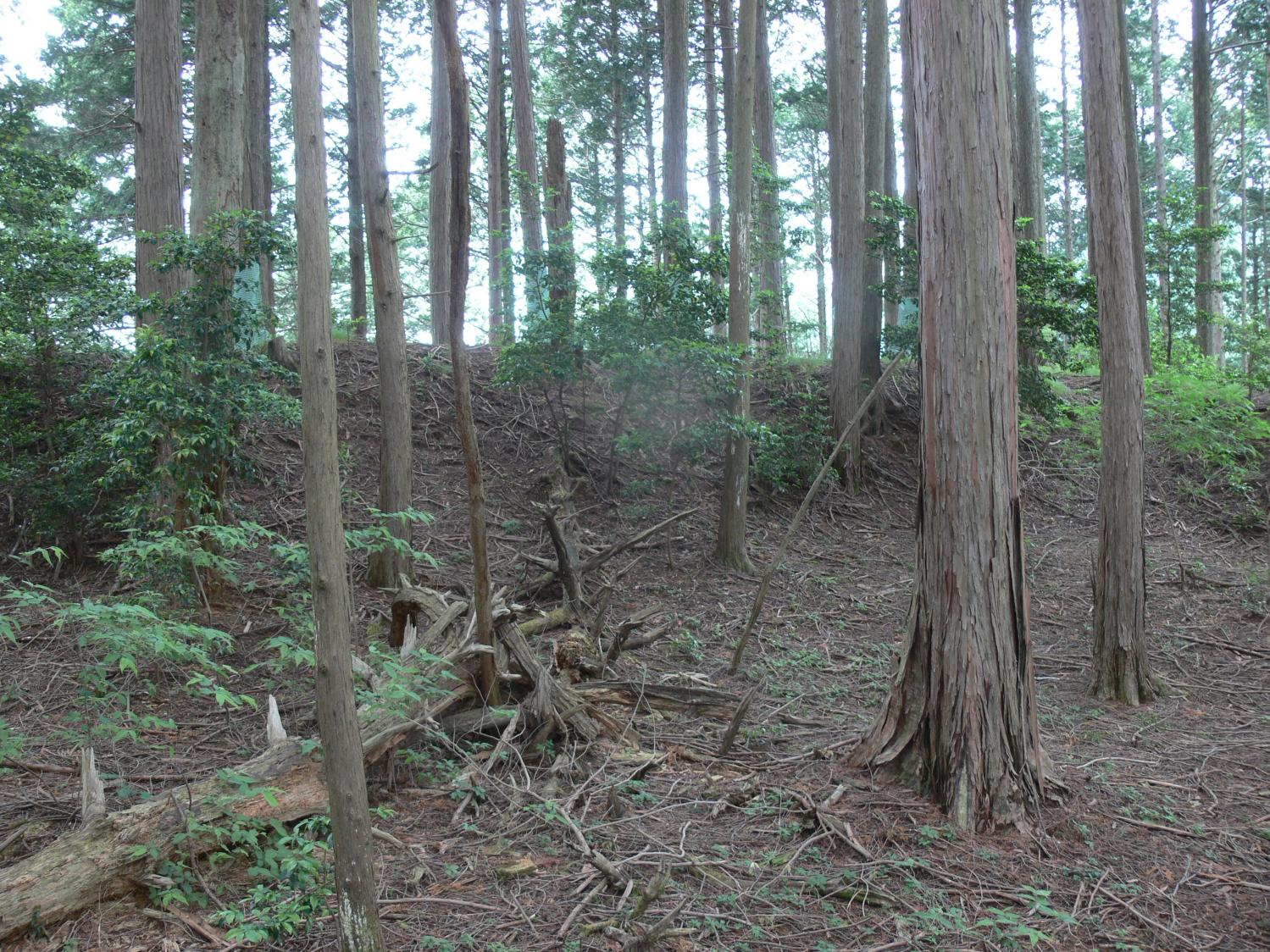薬定寺の土塁