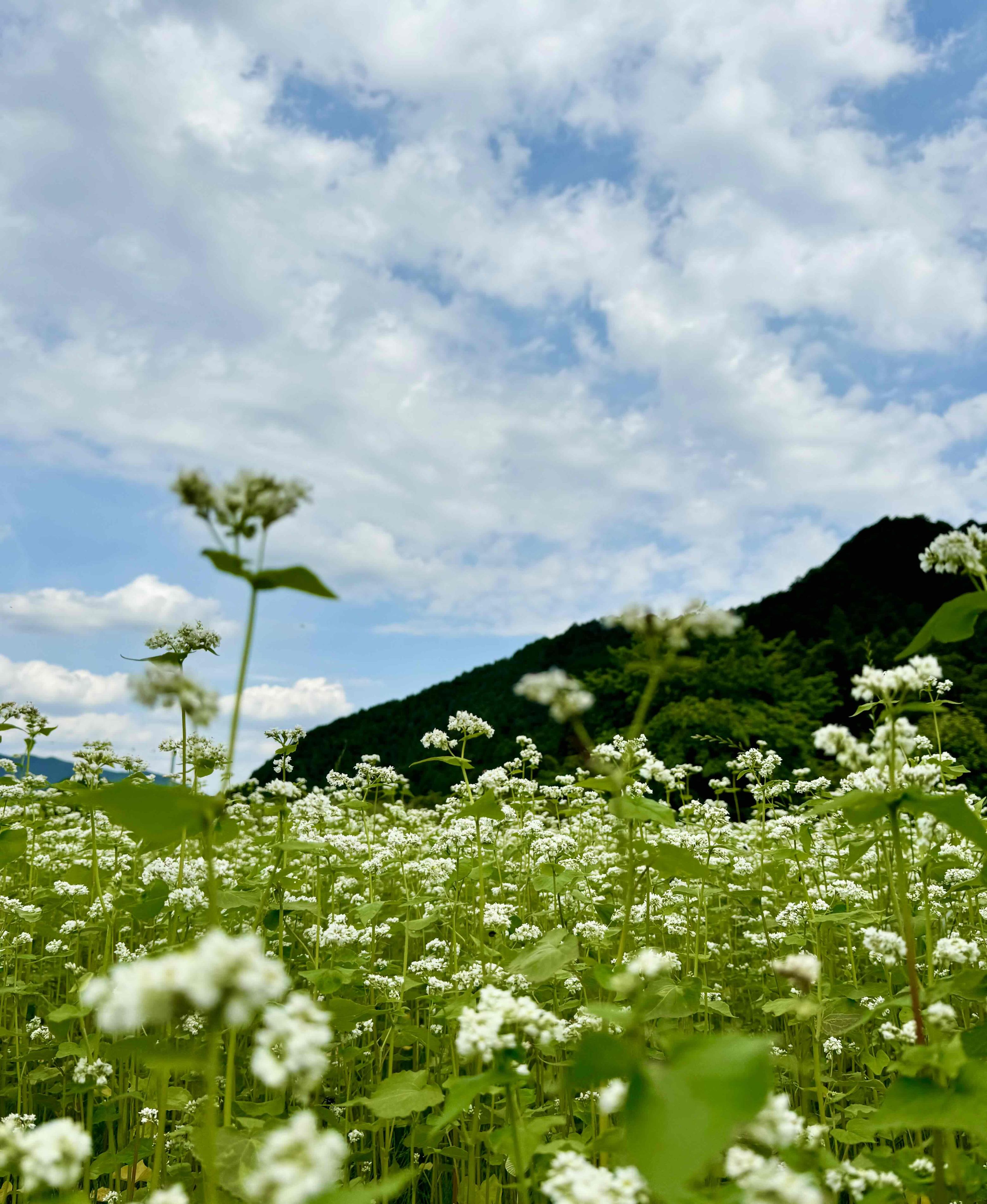 見上げた風景