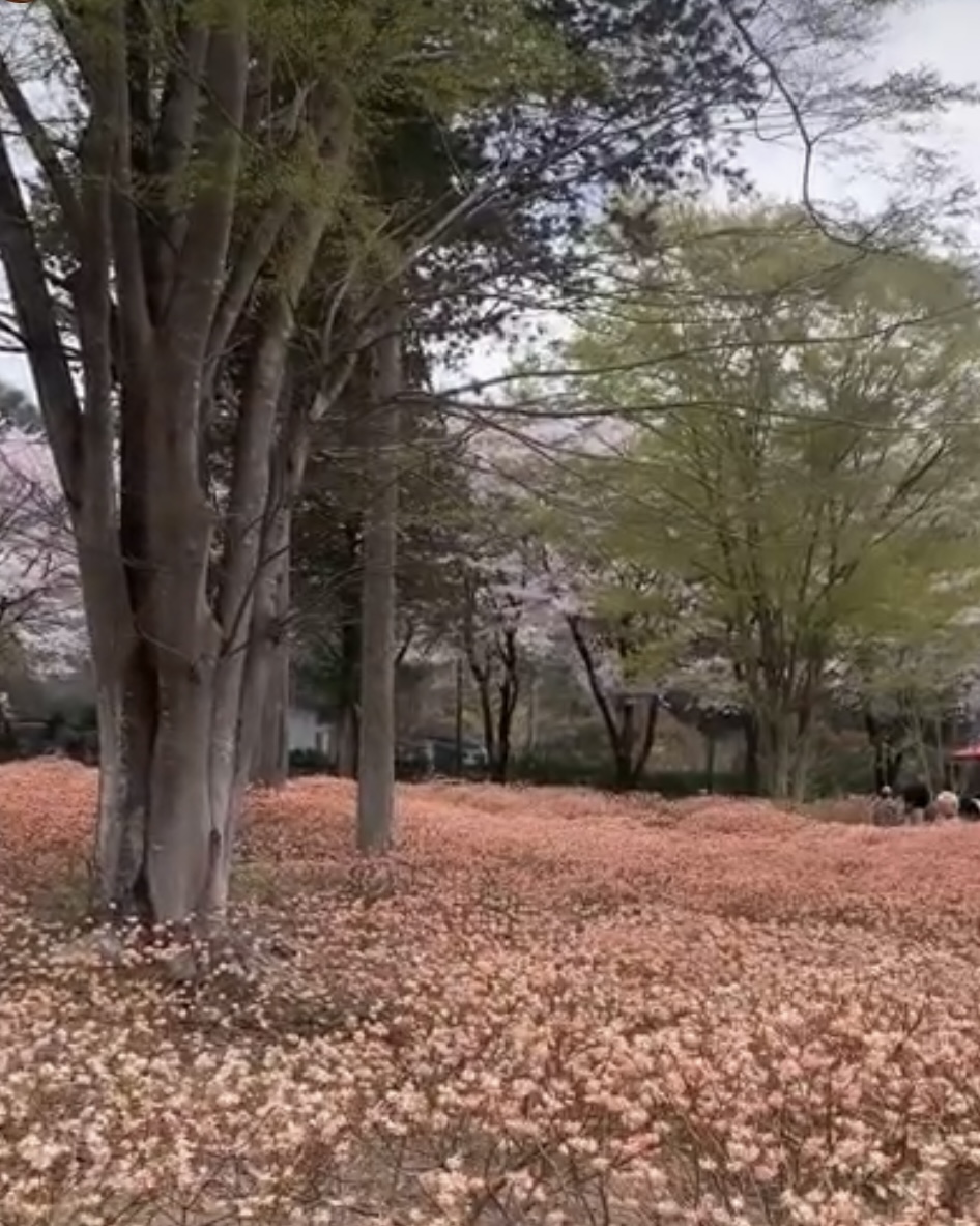 (20)嵯峨ガーデン三椏の花(1)