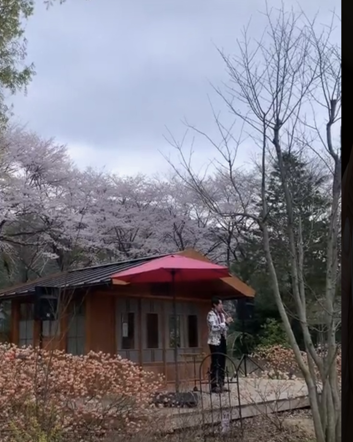 (21)嵯峨ガーデン三椏の花(3)