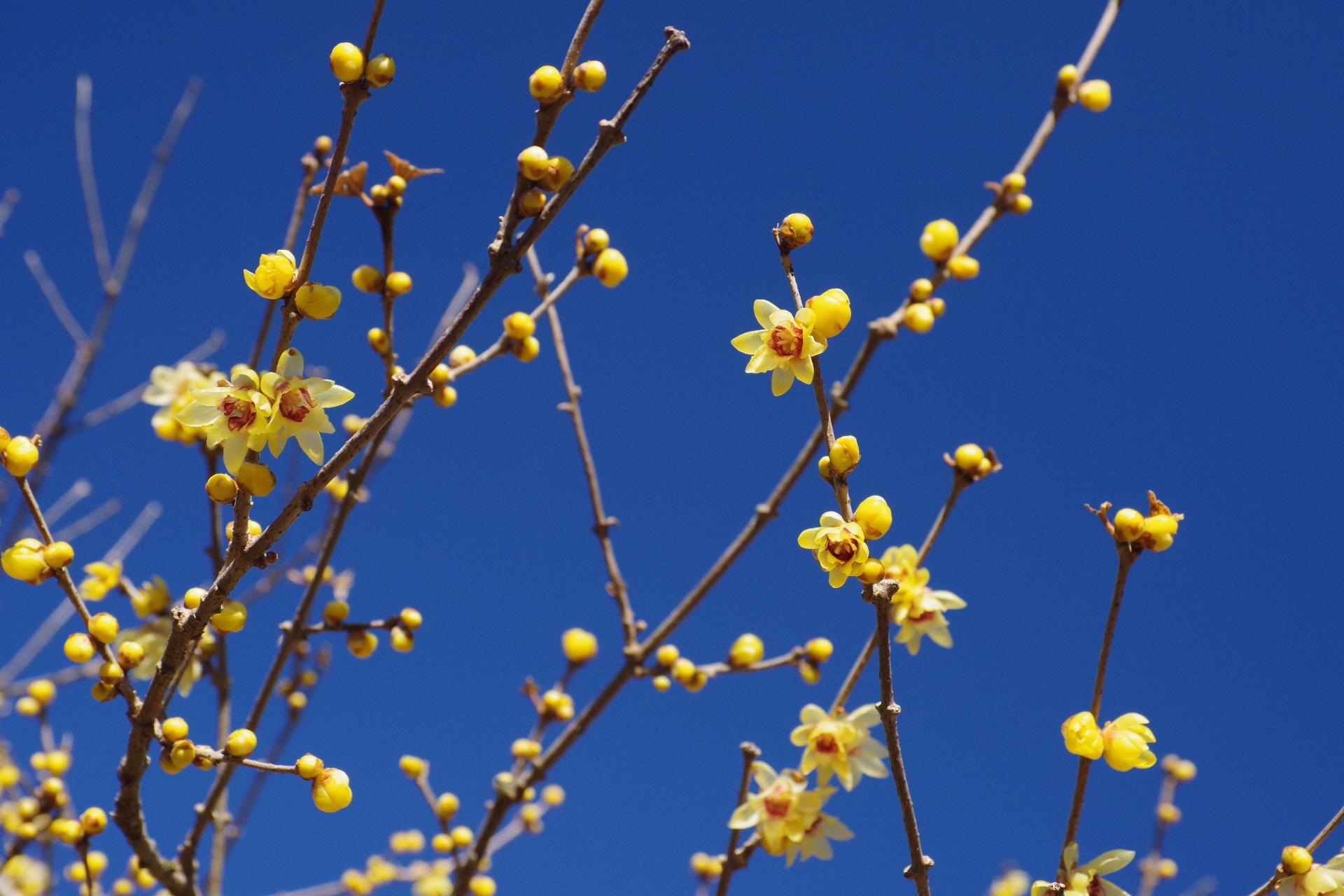 写真(8)（ロウバイ(3)「原種」）IMGP8423