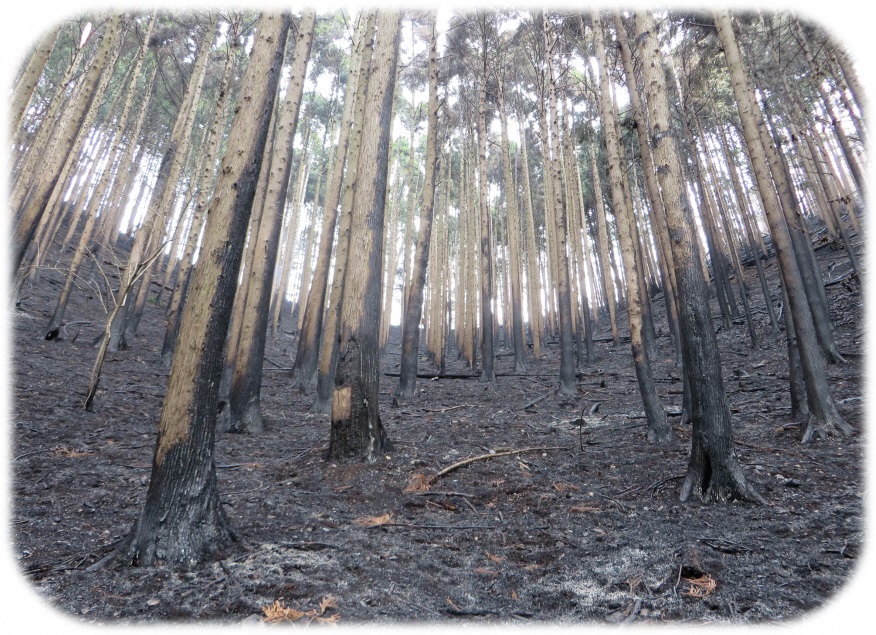 山火事後の様子