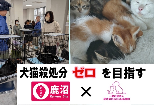 一般社団法人栃木・わんにゃん応援団（非営利型法人）